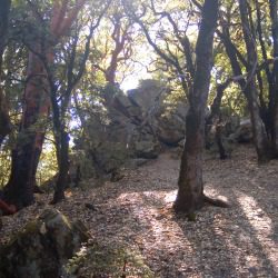 the sun shines behind a pile of rocks in a forest