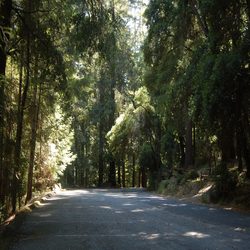 tall trees shade a paved road