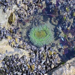 bright green anemone