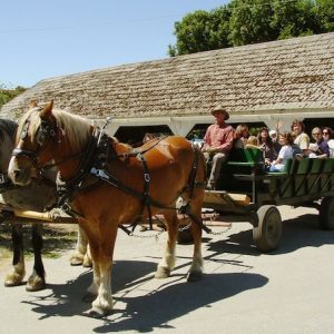 two horses pull a cart full of children