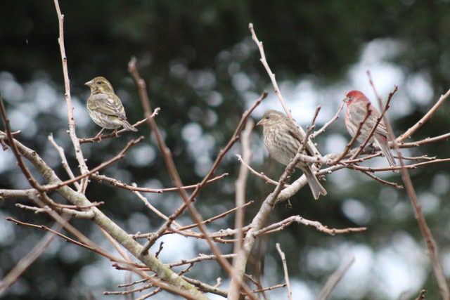 three finches perch on bare branches