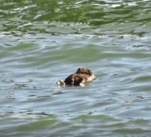 otter floating on its back in the ocean