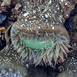 pale green sea anenome