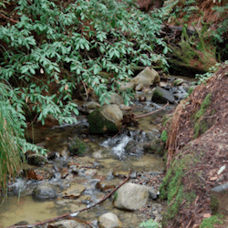 A rocky creek in Henry Cowell Redwoods State Park