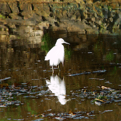 white bird wading in a shallow puddle