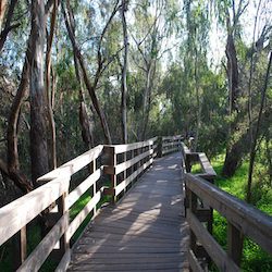 footbridge through a grove of trees