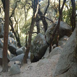 large boulders between small tree trunks