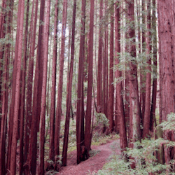 densely packed redwood trunks