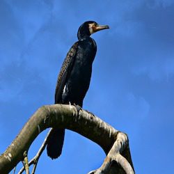 Black lanky bird perches on a tall branch