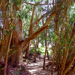 light brown tree branches frame a trail