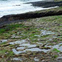 small divots in rock capture puddles of ocean water