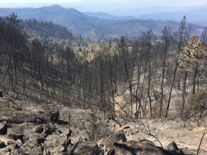 View from a high top of the big basin fire damage