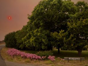 a dark red sun shines through ashy clouds on lush trees
