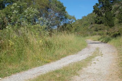 dirt pathway surrounded by wild grasses and flowers