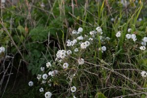 small white wildflowers