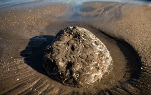 a rock with fossils sticking out of wet sand