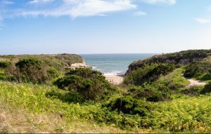 Lush green plants give way to sand and the ocean
