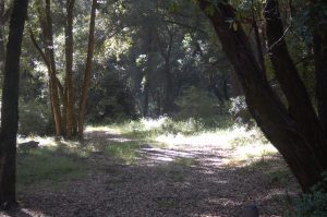Shady Trees surround a grassy clearing