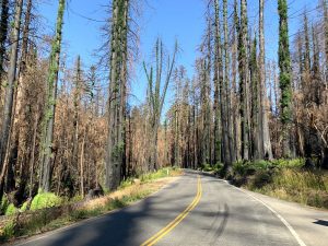 Charred trees lining the sides of a paved road