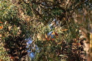 Monarch butterflies clumped together on a tree branch