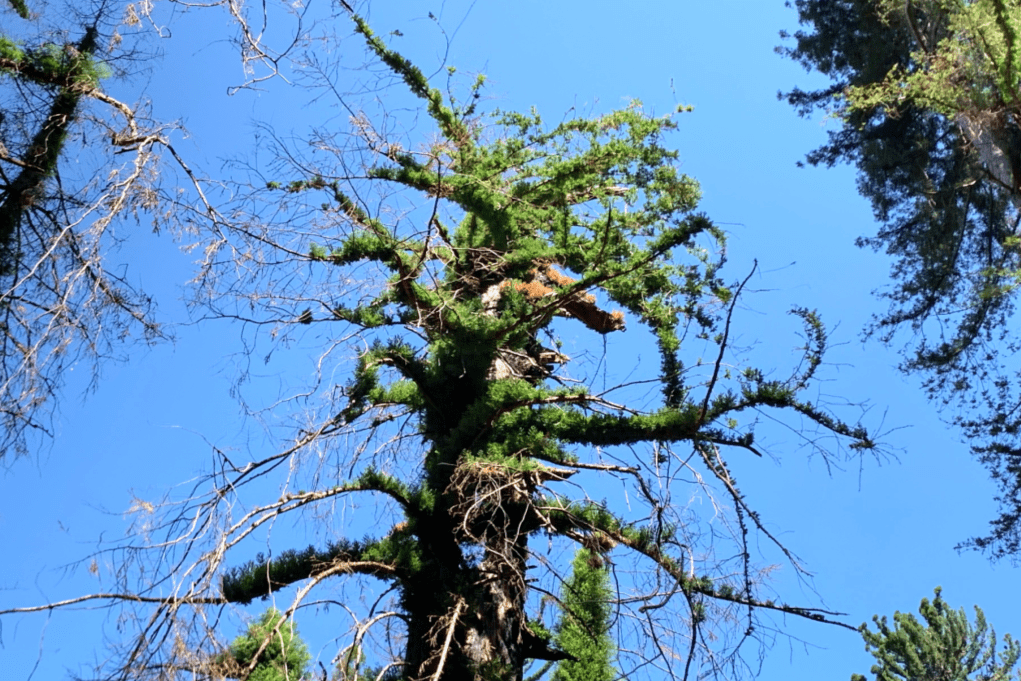 fuzzy green tree branches