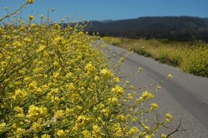 small yellow wildflowers next to a paved road