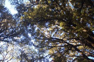 thick foliage on a treetop blocks out the sky