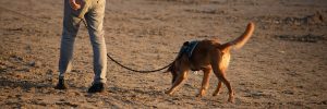 A State Beach visitor walks their dog on the sand