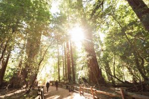 bright light shines past a tree trunk