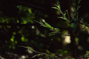 pine needles grow on thin branches on a dark background