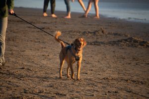golden dog on harness stands on sand