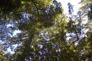 thickly foliaged pine tree branches against the sky