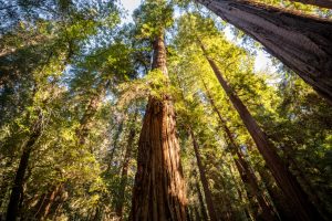 redwood trees grow towards the sky