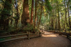 dirt trail surrounded by wooden fence posts and tall tree trunks