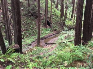 ferns and tree trunks surround a narrow creek