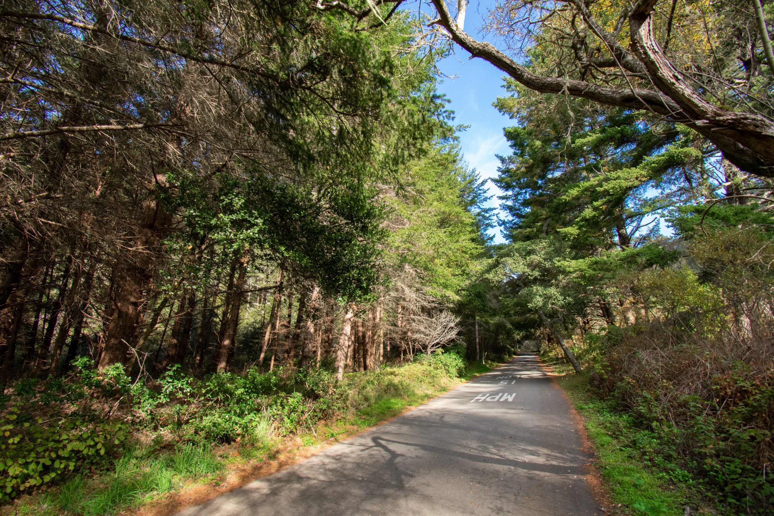 paved road surrounded by tall, green pine trees