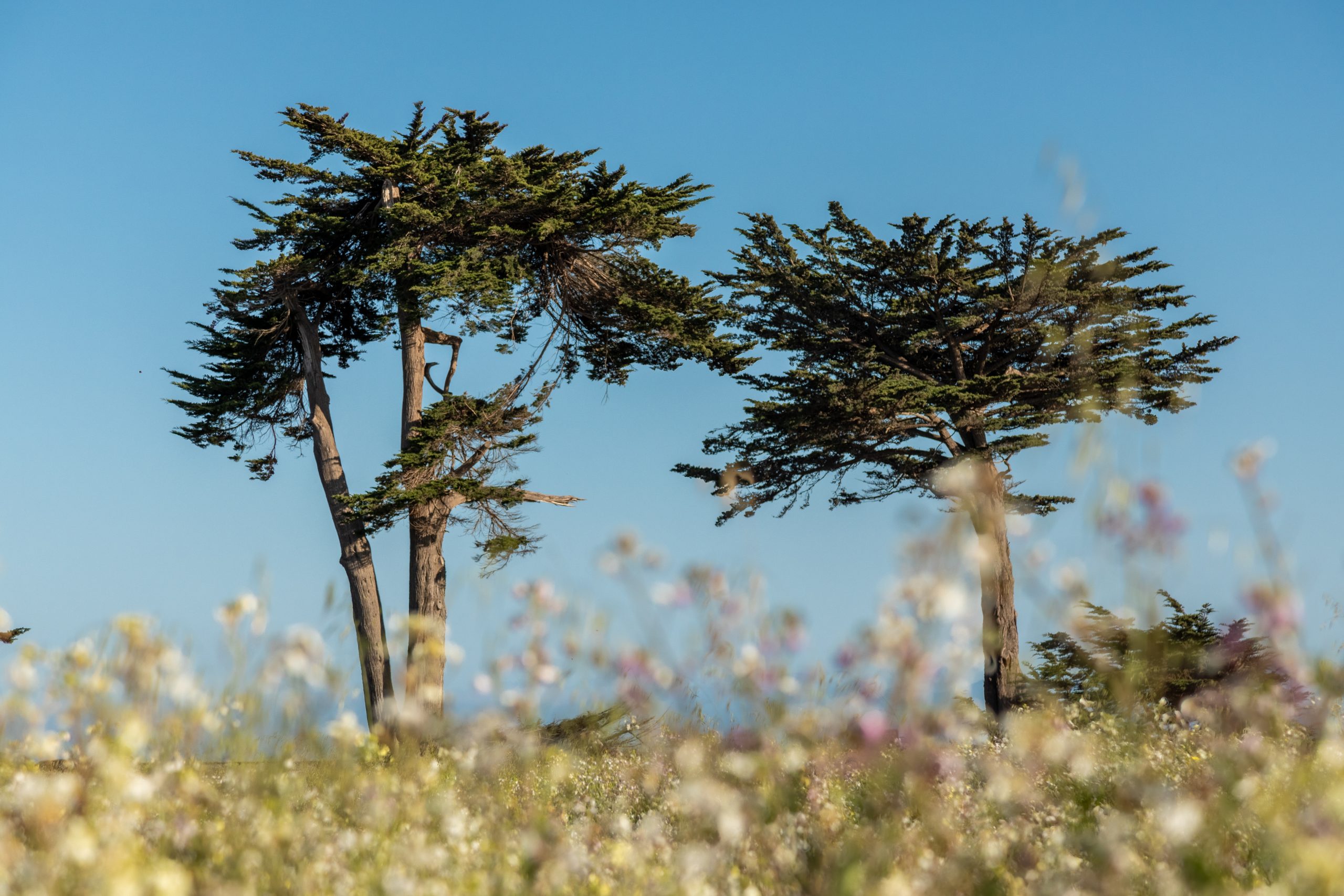 Two cypress trees surrounded by wildflowers