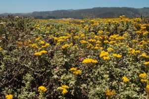 Mustard yellow wildflower field