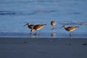 beach birds walk in and peck at the retreating tide