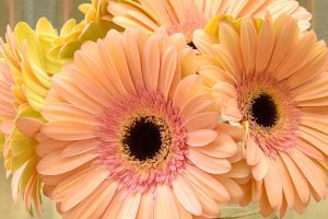 Light coral colored gerbera daisies