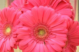 Bright pink gerbera daisy bunch