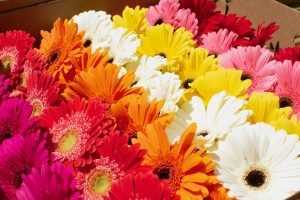 rows of pink, red, yellow, white and orange gerbera daisies