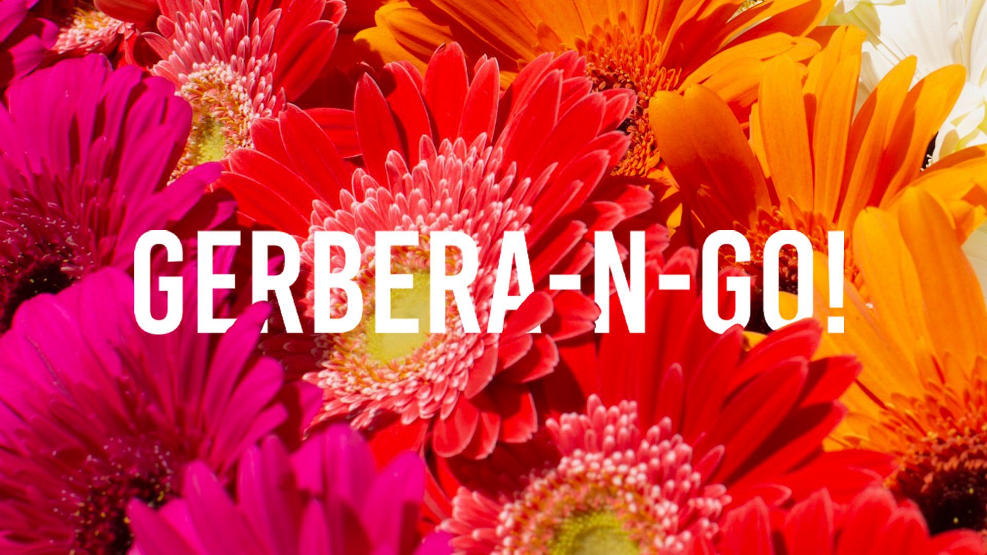 Gerbera-N-Go!