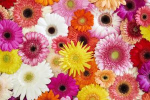 multicolored gerbera daisies