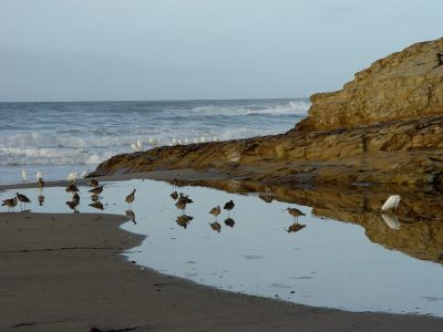 Seabirds stand and peck in a puddle left by the retreating ocean tide