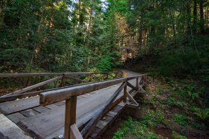 Wooden footpath crosses a small creek