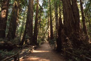 Shady forest path with wooden fences around it