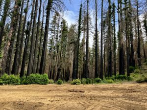 tree trunks burnt along their bottoms