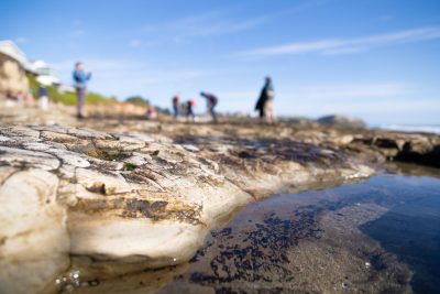 a closeup of a tidepool with people tidepooling in the background