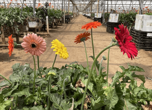 Gerbera daisies in a greenhouse